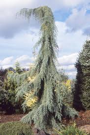 Image result for Cyphia erecta