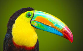 Bird With Big Colorful Beak Pin On 100 Most Beautiful Bird In The World