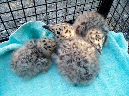 Gulls