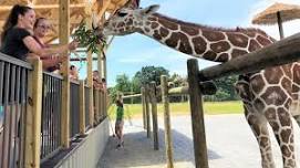 World Giraffe Day