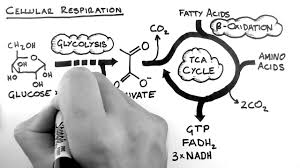 Aerobic, cellular respiration breaks down glucose into energy in the presence of oxygen. 8 2 Cell Respiration Bioknowledgy