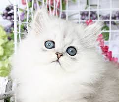 We are a cfa registered cattery, breeding exclusively silver and chinchilla shaded persians. Romance Silver Chinchilla Persian Kitten Persian Kittens Persian Cat Doll Face Persian Cat