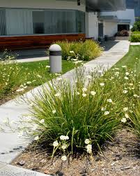 Image result for Dietes