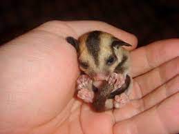Here are facts to consider when you're wonde. 3 Of The Best Small Exotic Pets To Own Pethelpful