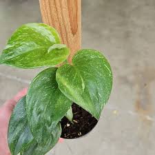 Image result for Trisetopsis milanjianum