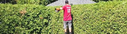 Cedar hedges are an affordable way to create a privacy barrier, and is less expensive then a fence. Cedar Hedge Trimming In Montreal