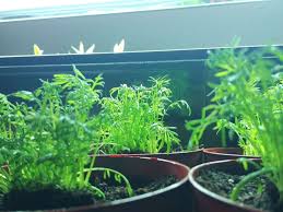 13 Tips for Growing Herbs Indoors (Indoor Garden Mistakes)