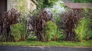 Pennisetum or purple fountain grass in field for backgrounds. Graceful Grasses Vertigo Purple Fountain Grass Pennisetum Purpureum Proven Winners