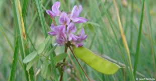 Image result for Abrus melanospermus