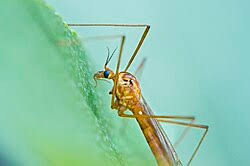 Image result for Rinorea ferruginea