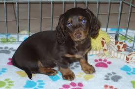 Use the search tool below and browse adoptable dachshunds! Buy Dachshund Puppies Buy Puppies In Tucson With The Paw Palace