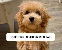 The maltipoo's body and head shape can vary from maltese to poodle appearance depending on coat: Best Maltipoo Breeders In Texas 2021 Top 3 Picks We Love Doodles