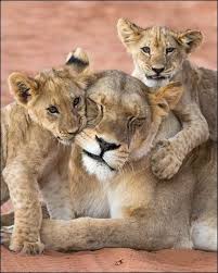 Mama Lioness Gettin The Love Animals Animals Beautiful Animals Wild