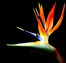 Bird Of Paradise Flower Meaning In Hindi One Of My Favorite Flowers Bird Of Paradise Birds Of Paradise Plant Birds Of Paradise Flower Paradise Plant