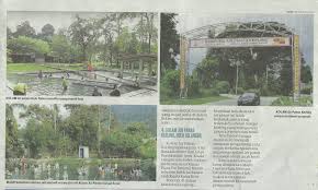Dengan ukuran yang bisa mencapai 1,5 meter, tanaman ini cocok digunakan untuk mencegah kolam air terlalu panas ketika terkena matahari langsung. Skamps Sistem Keratan Akhbar Majlis Perbandaran Selayang