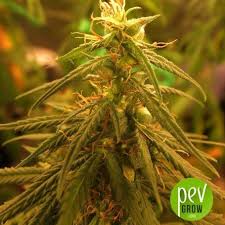 Og cookies cream cbd est une indica dominante, avec la forme typique de l'arbre de noël, très ramifiée et avec des branches très dures, qui supportent très bien . Og Cookie Cream Cbd Varietes Cannaweed