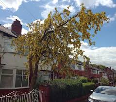 We did not find results for: Golden Chain Laburnum Trees Doff Portland Limited