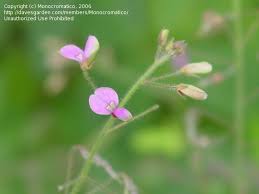 Image result for Desmodium tortuosum
