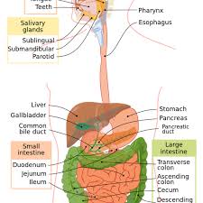 How Digestion Works 5 Stages Of Human Digestion Owlcation