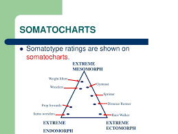 somatotypes ppt download