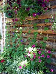 Morning Glories And Hanging Baskets Add To My Wall Garden Hanging Basket Garden Wall Garden Morning Glory Flowers