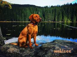 Da unsere nicki im rahmen des kaiserschnitts kastriert wurde, sind in den nächsten jahren keine weiteren würfe geplant! Foxred Labradors Von Der Mehlsee Foxred Labrador
