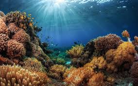 Jak funguje ekosystém v lesích?