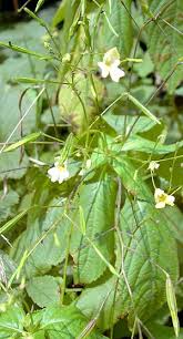Image result for Impatiens gesneroidea