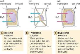 What happens if plant cell is kept in hypertonic solution. Why Does A Plant Cell Placed In A Hypertonic Solution Not Burst Quora