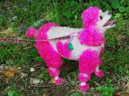 Cameron diaz's 10 best movies (according to rotten tomatoes) 28 Funny Female Dog Names Inspired By Movie Characters Pethelpful