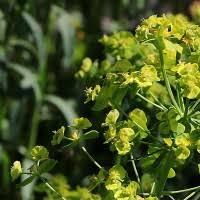 Image result for Euphorbia eylesii