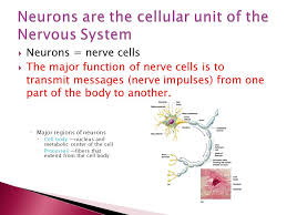 The human body, which is made up of numerous cells, begins as a single, newly fertilized cell. Neurons Nerve Cells The Major Function Of Nerve Cells Is To Transmit Messages Nerve Impulses From One Part Of The Body To Another Major Regions Ppt Download