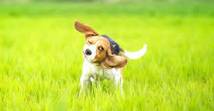 Why Does My Dog Keep Shaking Their Head Emergency Vet 24 7