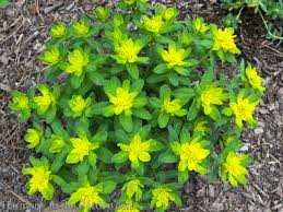 Image result for Euphorbia schinzii
