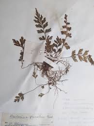 Image result for Asplenium aethiopicum