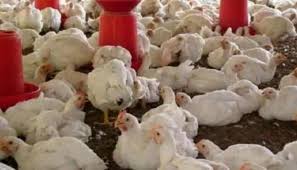The h5n8 strain is deadly for birds, and this marks the first transmission of the strain from animals to humans. Mwbbqorohsi1zm