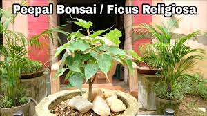 Ficus Religiosa Bonsai How To Make Peepal Bonsai Youtube