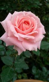 Pink Rose Cameron Highland Rose Flower Love Flowers Beautiful Rose Flowers