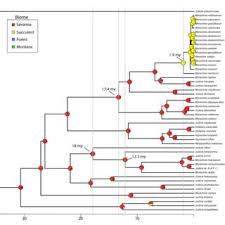 Image result for Pogonospermum attenuifolium