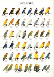 Bird And Pet Clinic Of Roseville Hours Pin De Gayle Adams En Birds Ave Silvestre Fotos De Aves Aves Exoticas