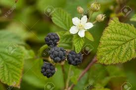 Difference between mulberry vs blackberry both are berries, but there are differences starting from the growth area to the color and nutritional content. Blackberry Bush With White Flower And Fruits Stock Photo Picture And Royalty Free Image Image 24733441