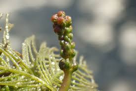 Image result for Myriophyllum spicatum