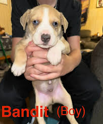 Name: Age: 10 weeks Gender: female and male Breed: mixed Shots: no Fixed:  no Good with cats: Unknown Good with dogs: yes Good with kids: Yes  Microchip: no Location: Rosebud These babies