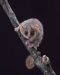 Image result for Pycreus muricatus