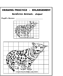 Drawing Pages Of Rainforest Animals Www Free For Kids Com