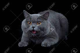 Britanico Gato De Pelo Corto Aislados En Negro Fotos Retratos Imagenes Y Fotografia De Archivo Libres De Derecho Image 10980138