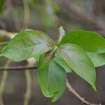 Image result for Strophanthus sarmentosus