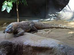 What animals are native to indonesia? Native Animals Of Indonesia Bali Safari Marine Park