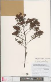 Image result for Indigofera congesta