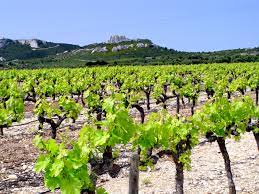 Les planteurs planteront, et cueilleront les fruits. Planter Un Pied De Vigne Covigneron Parrainer Des Vignes